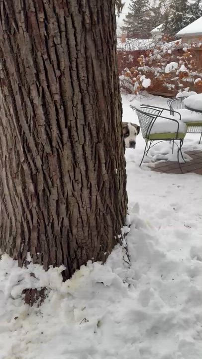 Enlarge Nick, a ADOPTABLE mixed breed in Hindsboro, IL video 5/5