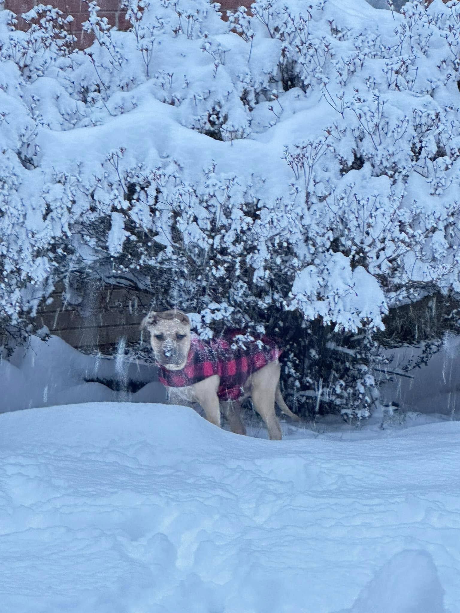 Enlarge Doc Holiday, a Adopted mixed breed in Little Rock, AR image 2/5