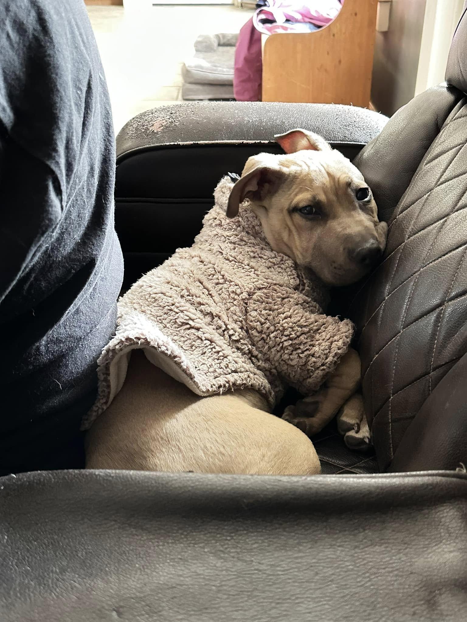 Enlarge Doc Holiday, a Adopted mixed breed in Little Rock, AR image 3/5