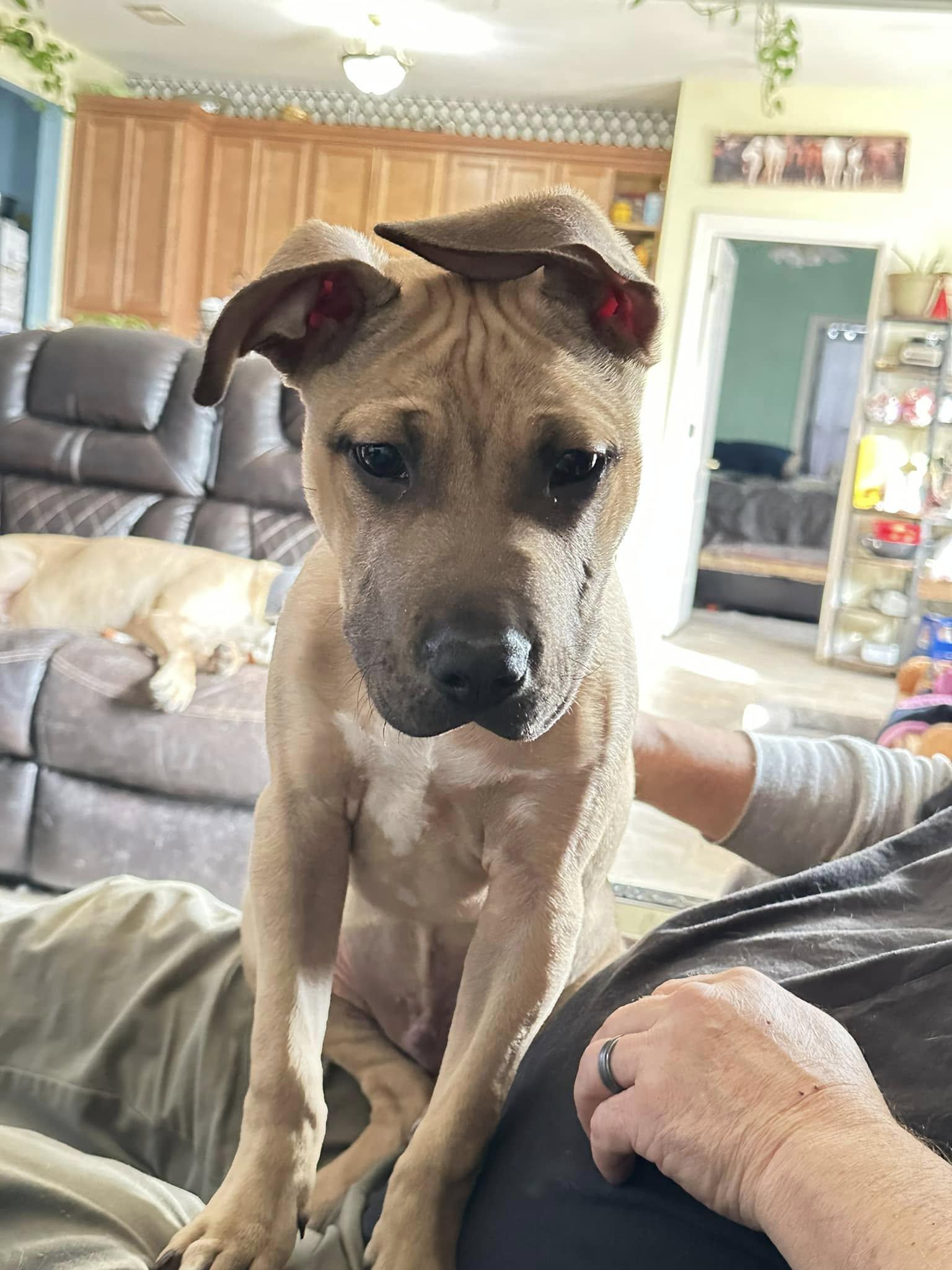 Enlarge Doc Holiday, a Adopted mixed breed in Little Rock, AR image 1/5