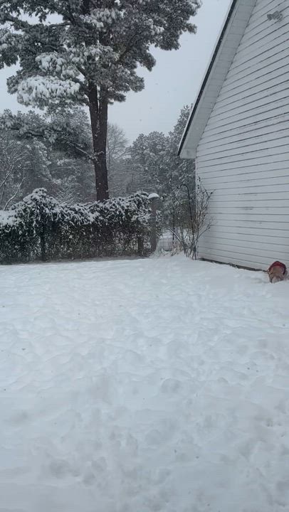 Enlarge Doc Holiday, a Adopted mixed breed in Little Rock, AR video 5/5