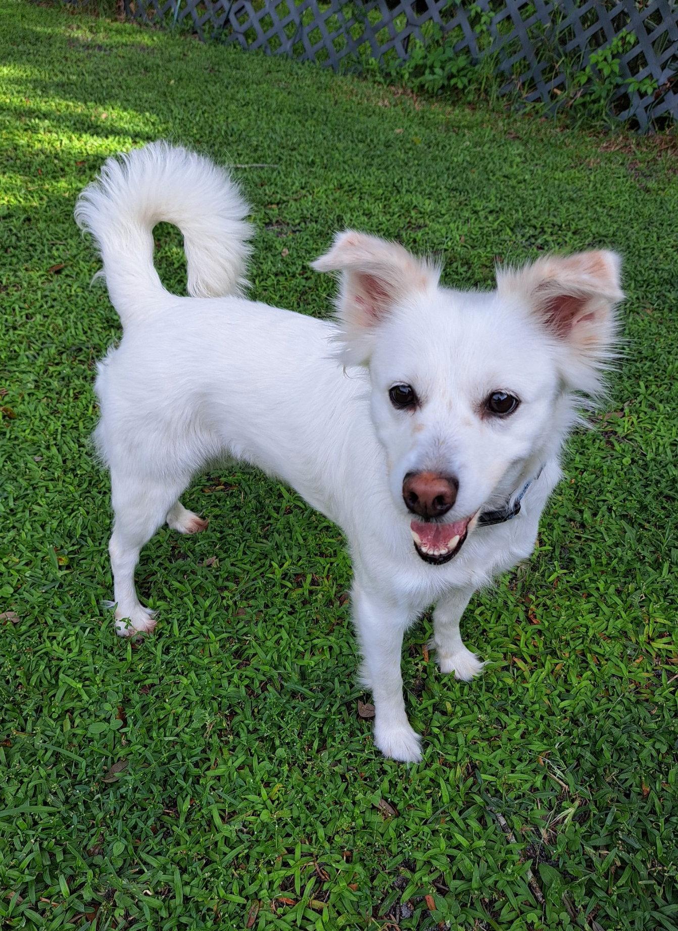 Luna of Central FL, Adoptable, Young Female American Eskimo Dog.