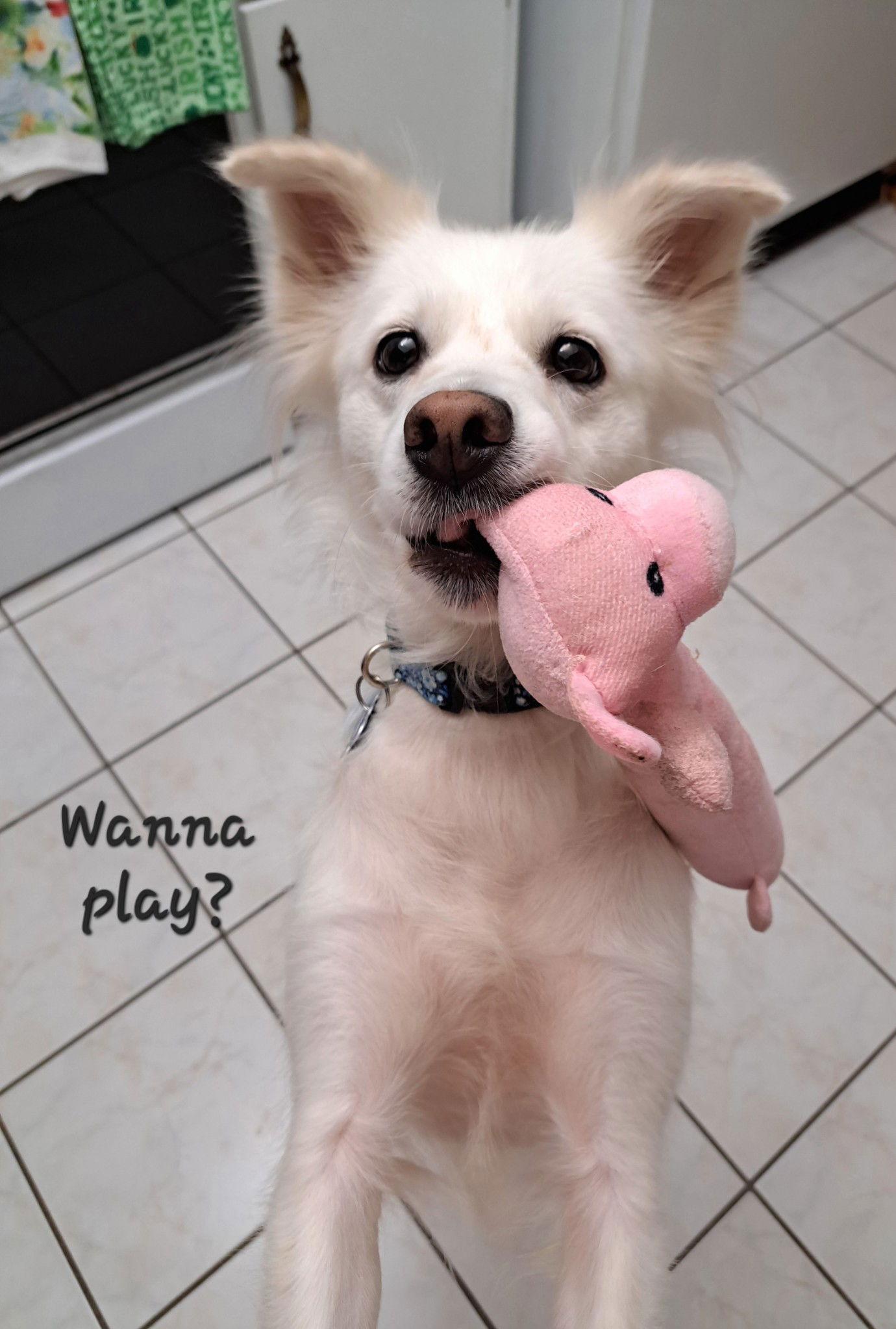 Enlarge Luna of Central FL, a Adoptable American Eskimo Dog in Deltona, FL image 2/3