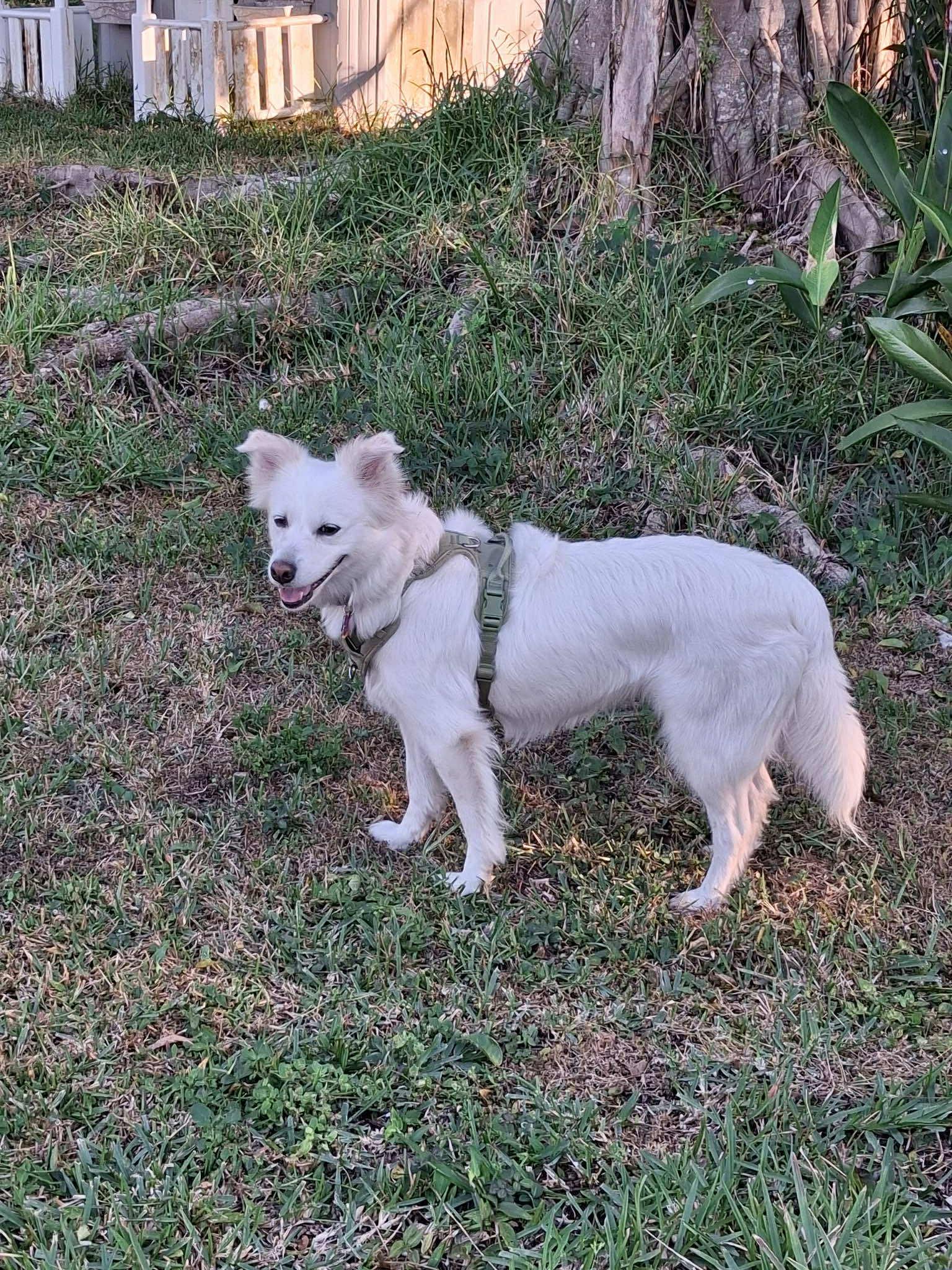 Luna of Central FL, a Adoptable American Eskimo Dog in Deltona, FL image 2/3