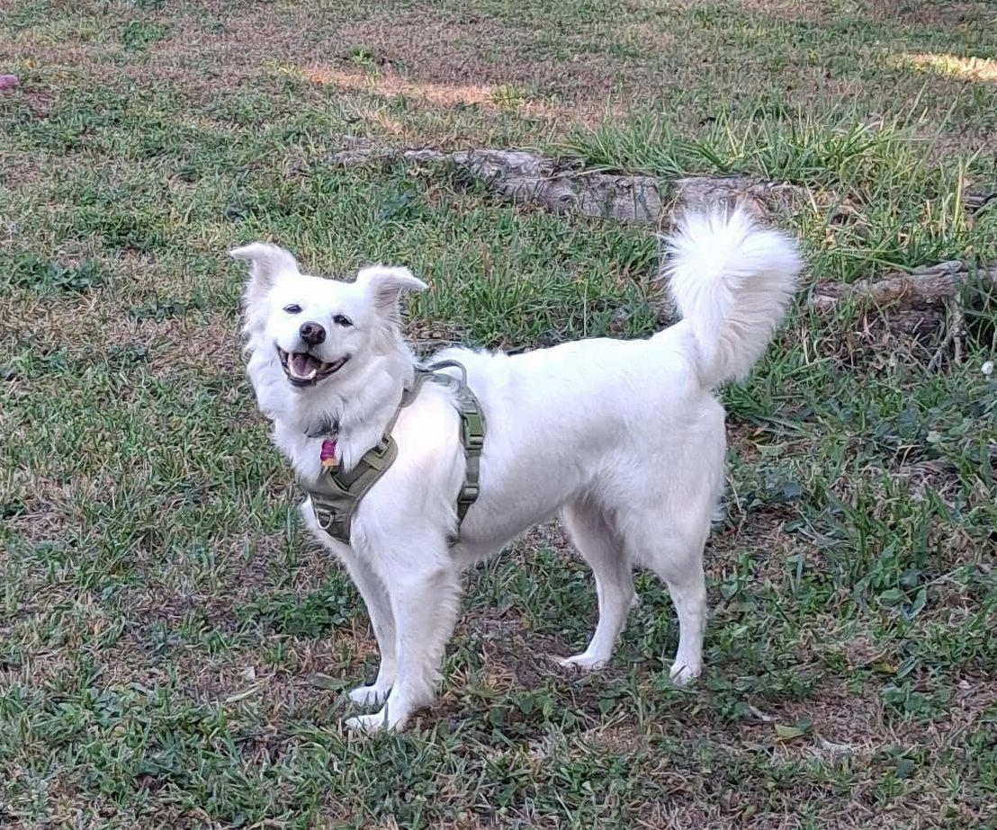 Luna of Central FL, a Adoptable American Eskimo Dog in Deltona, FL image 3/3