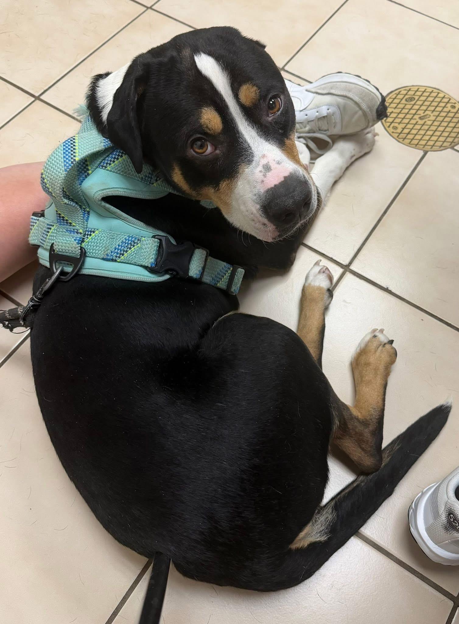 Enlarge Onyx, a ADOPTABLE mixed breed in Voorhees, NJ image 1/4