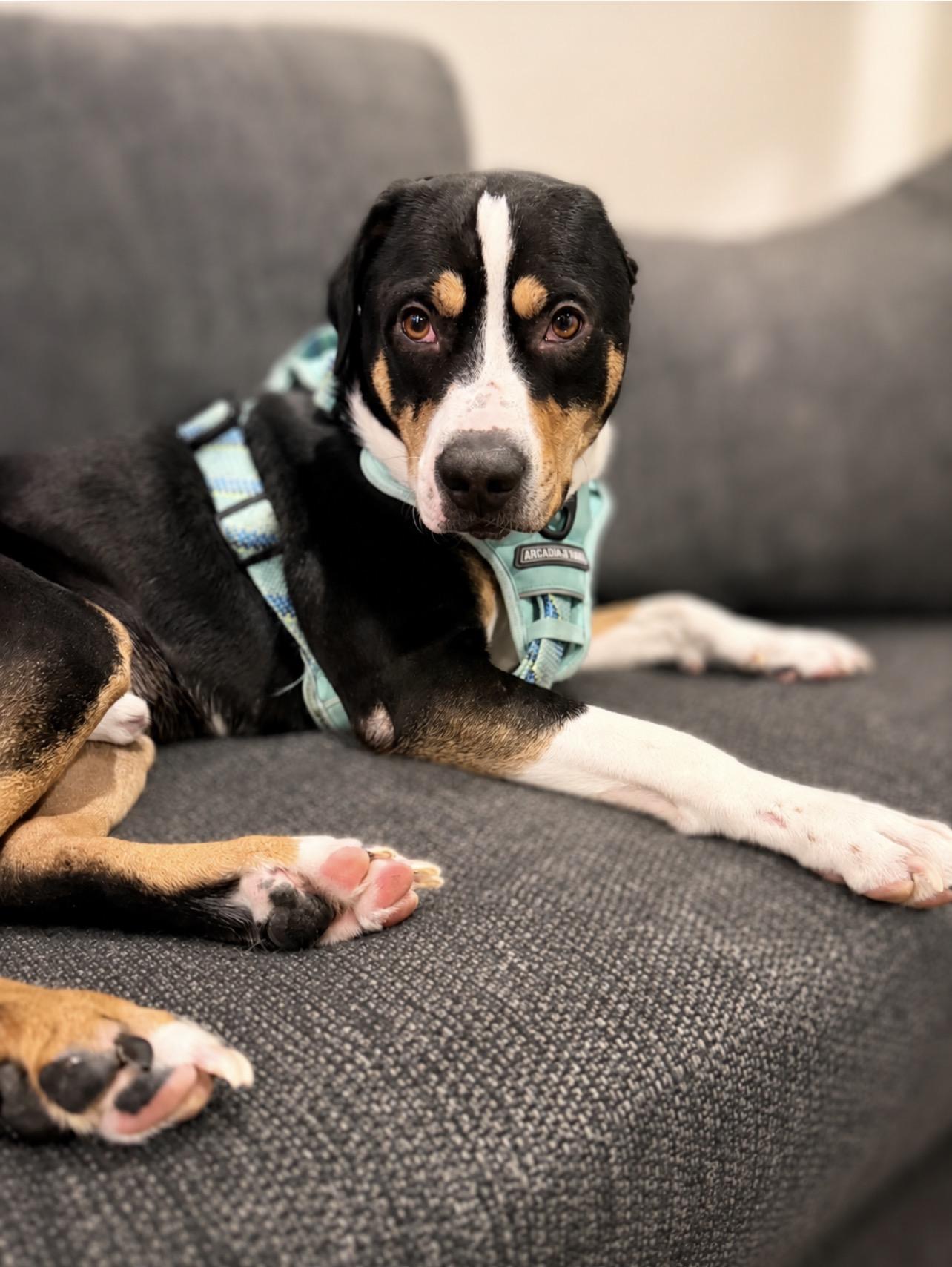 Enlarge Onyx, a ADOPTABLE mixed breed in Voorhees, NJ image 2/3