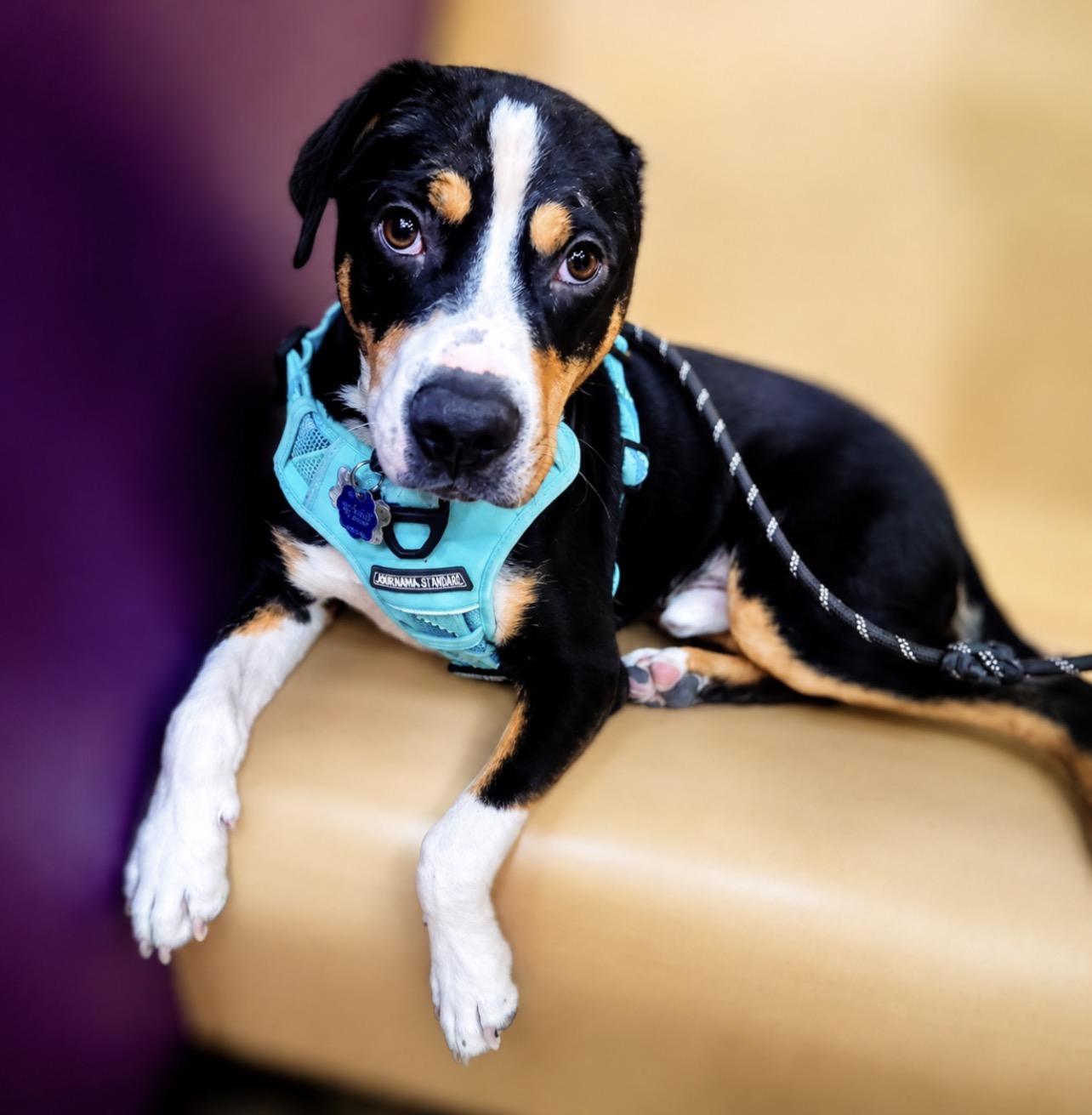 Onyx, ADOPTABLE, Adult Male American Staffordshire Terrier & Bernese Mountain Dog.