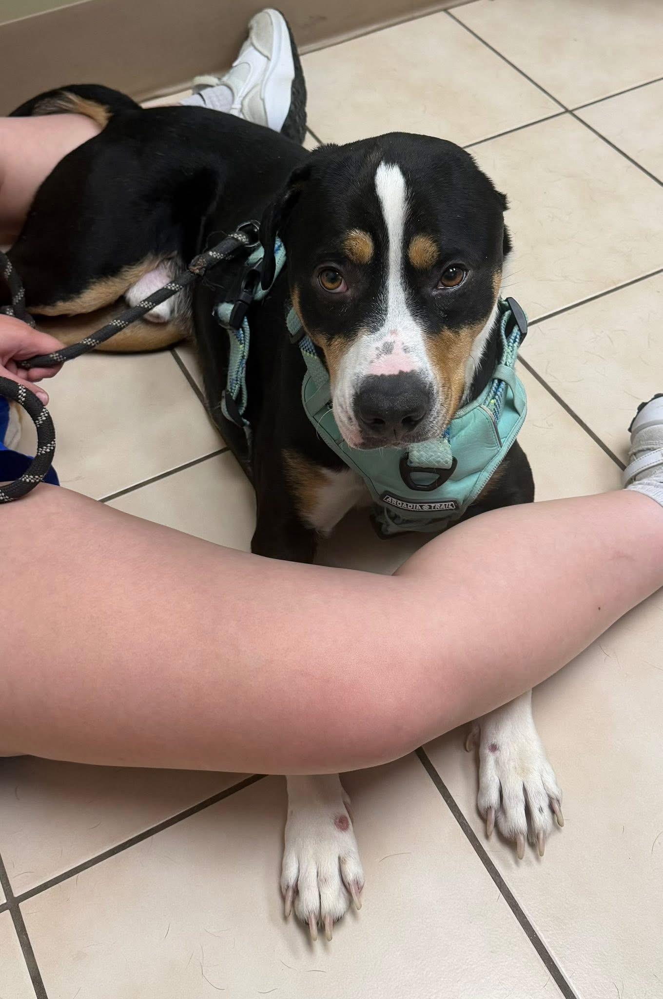 Enlarge Onyx, a ADOPTABLE mixed breed in Voorhees, NJ image 4/4