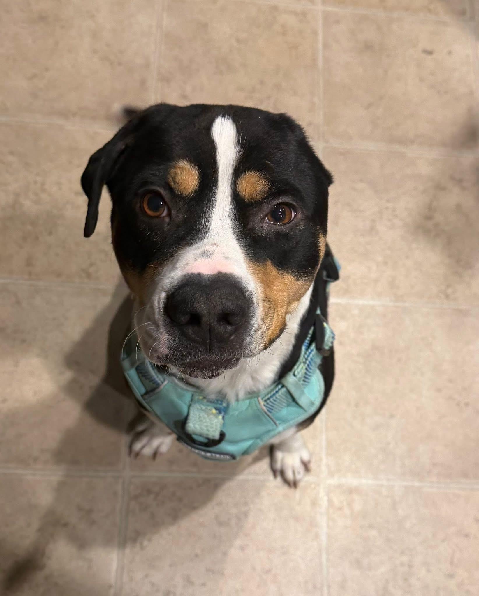 Enlarge Onyx, a ADOPTABLE mixed breed in Voorhees, NJ image 2/4