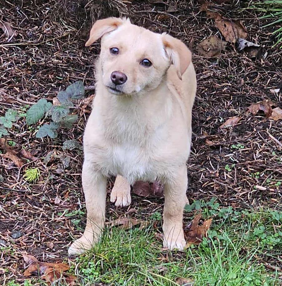 Enlarge Beanie (Winter litter), an adoptable mixed breed in Silvana, WA image 3/6