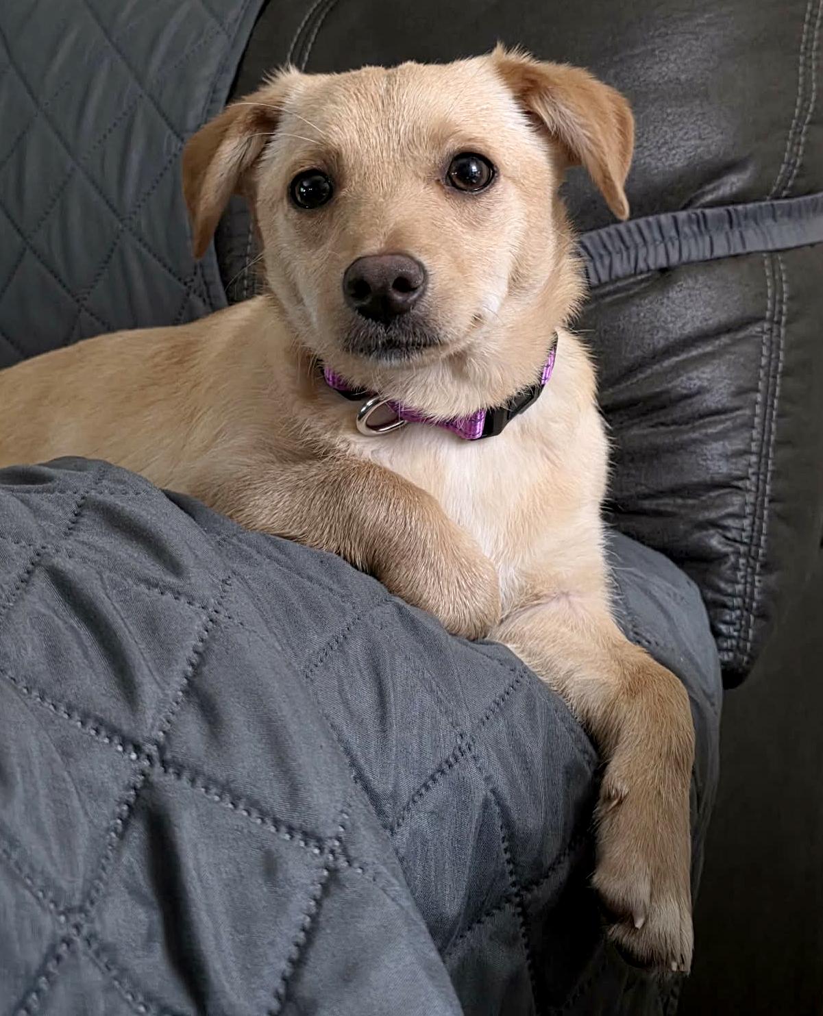 Beanie (Winter litter), an adoptable mixed breed in Silvana, WA image 4/6