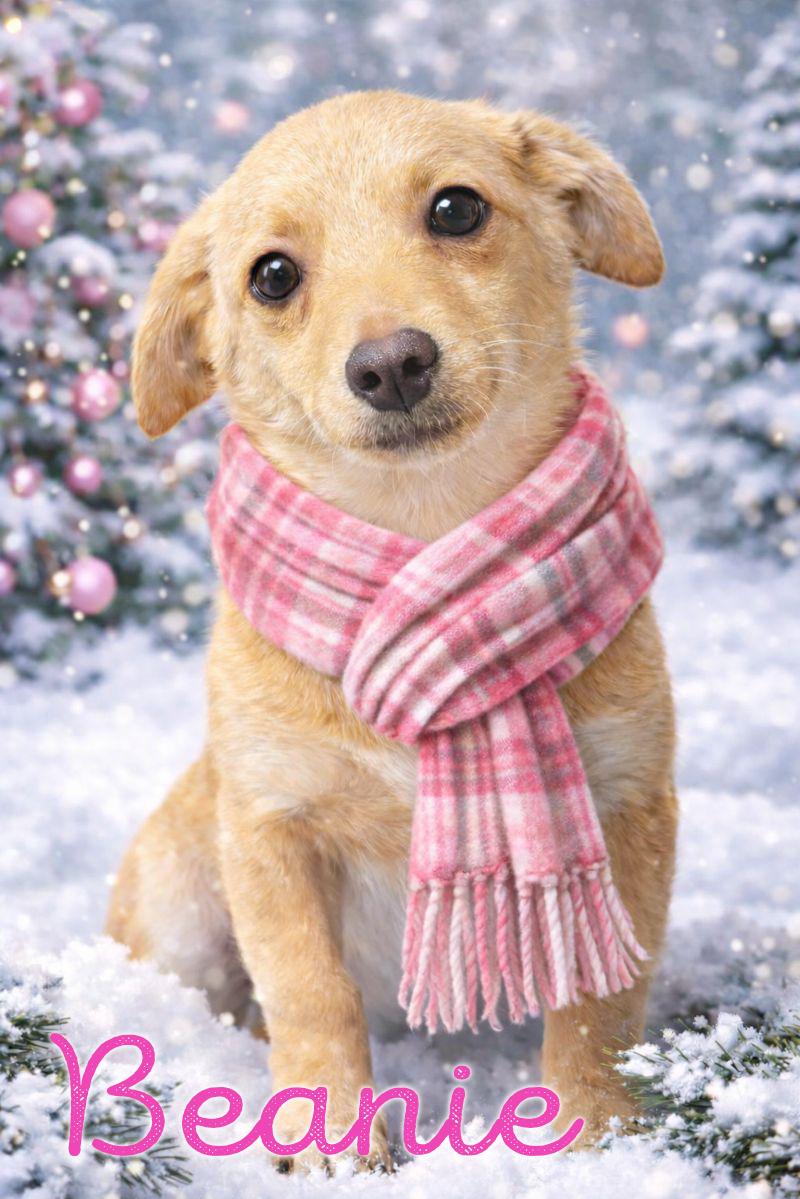 Enlarge Beanie (Winter litter), an adoptable mixed breed in Silvana, WA image 4/6