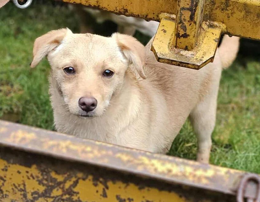 Beanie (Winter litter), adoptable, Puppy Female Chihuahua.