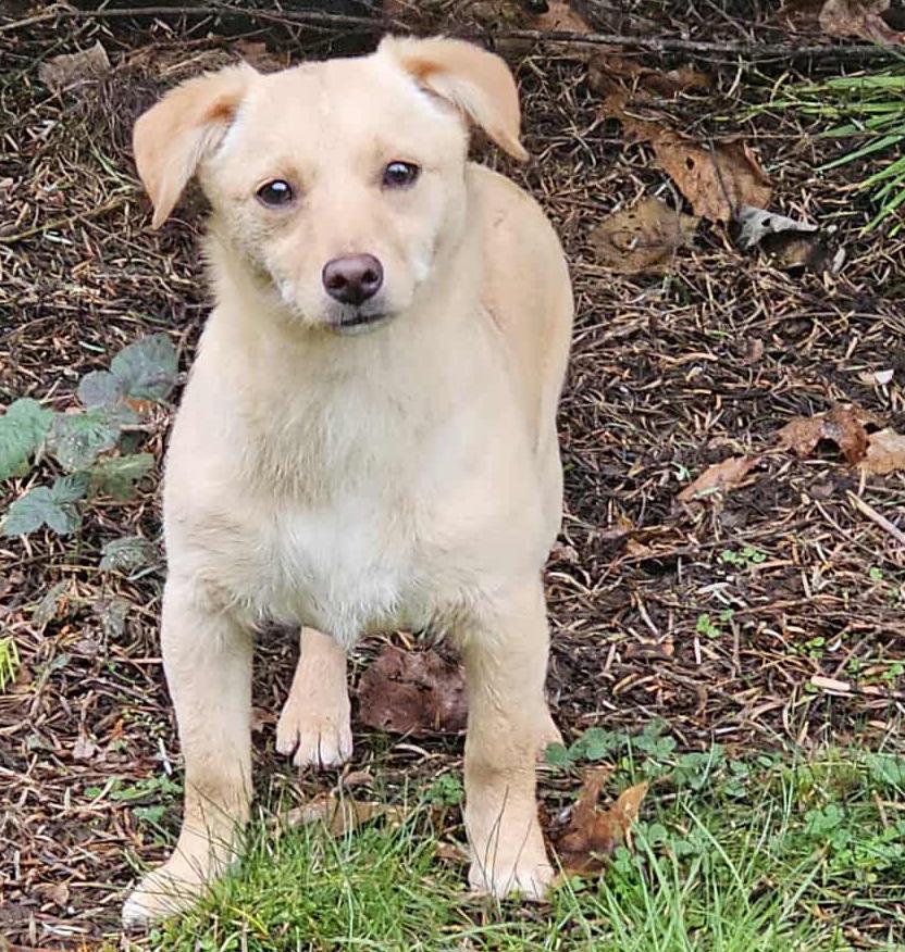 Enlarge Beanie (Winter litter), an adoptable mixed breed in Silvana, WA image 2/6