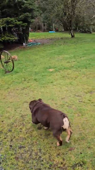 Enlarge Beanie (Winter litter), an adoptable mixed breed in Silvana, WA video 6/6