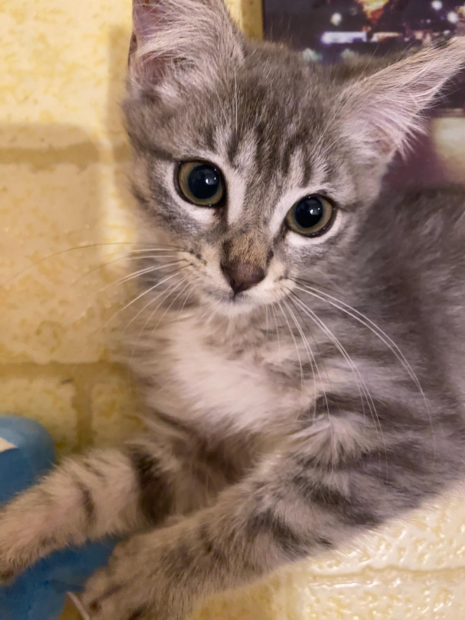 Grayson, ADOPTABLE, Kitten Male Tabby & Domestic Medium Hair.