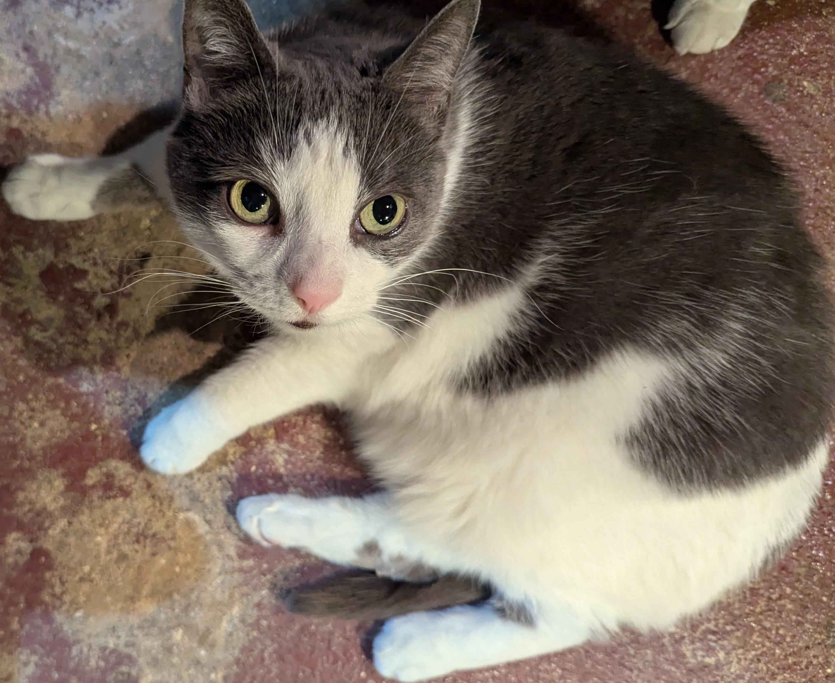 Enlarge Dip, a Adoptable Domestic Short Hair in Weehawken, NJ image 2/3