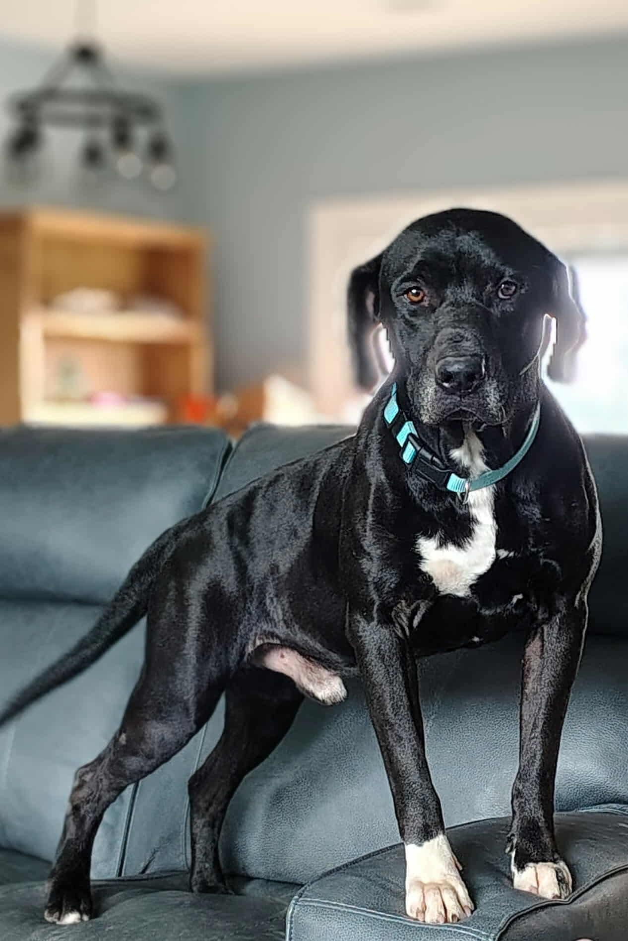 Enlarge Roman , a ADOPTABLE mixed breed in Temple, TX image 3/6