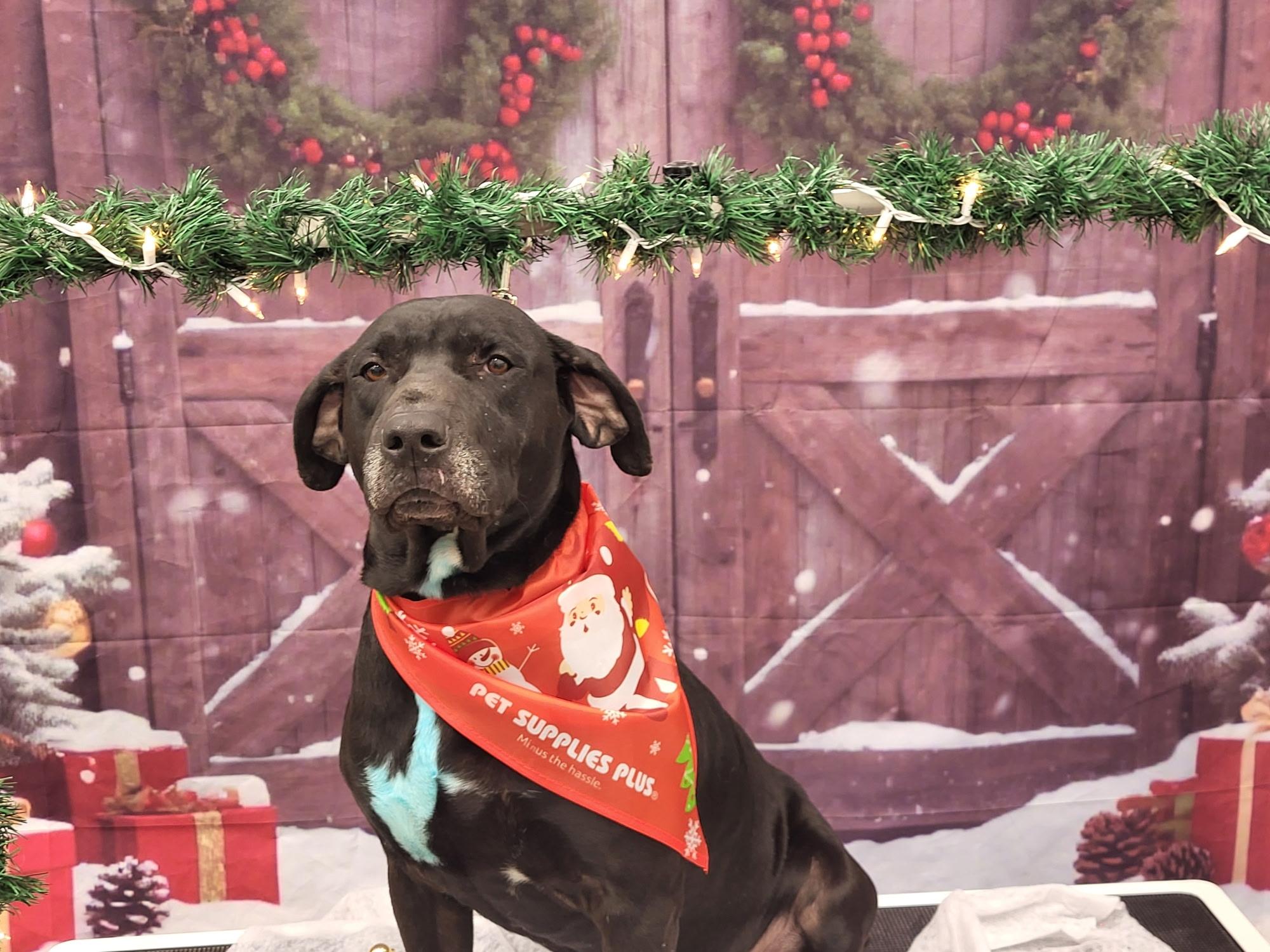 Enlarge Roman , a ADOPTABLE mixed breed in Temple, TX image 5/6