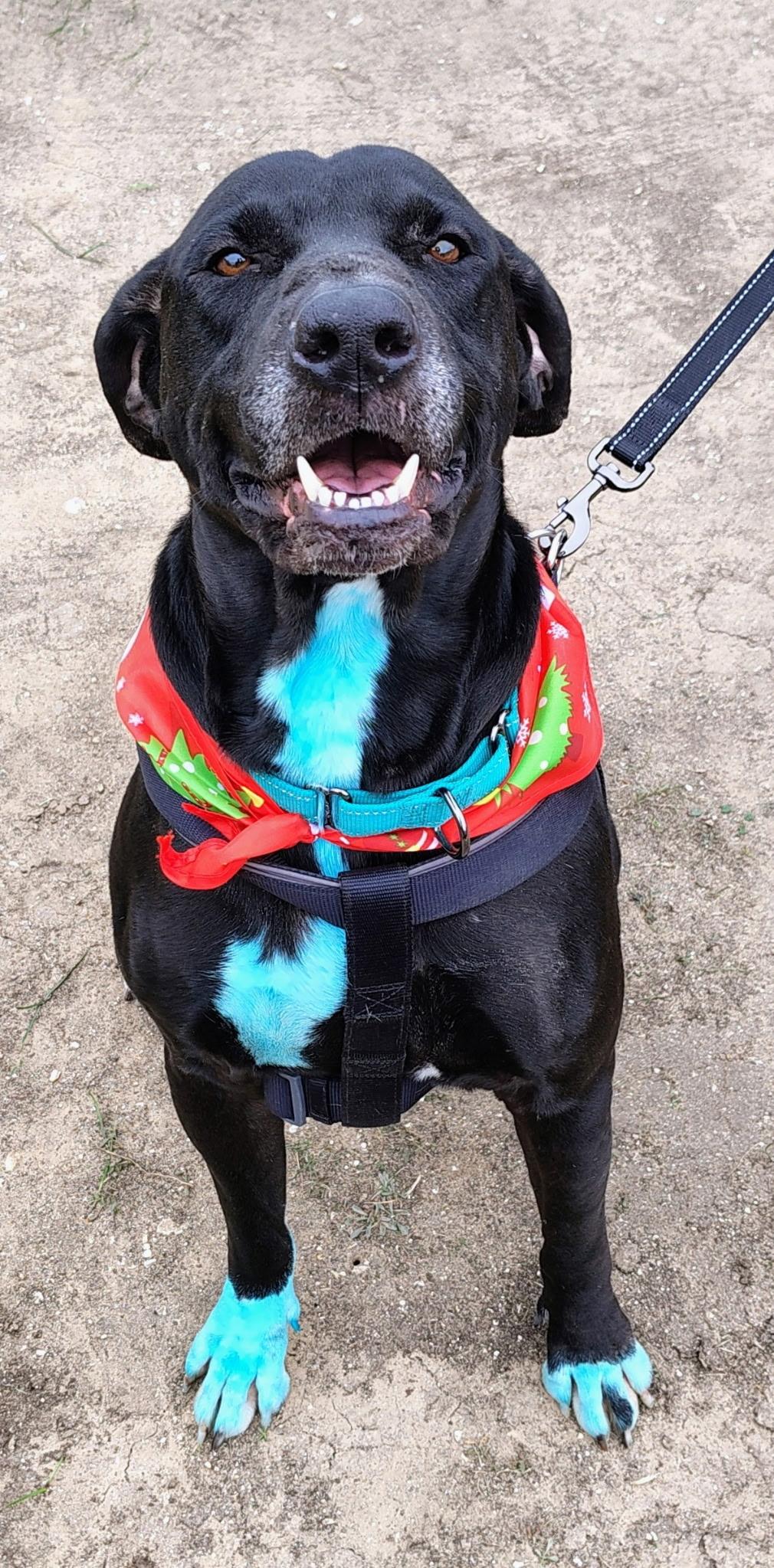 Enlarge Roman , a ADOPTABLE mixed breed in Temple, TX image 2/6