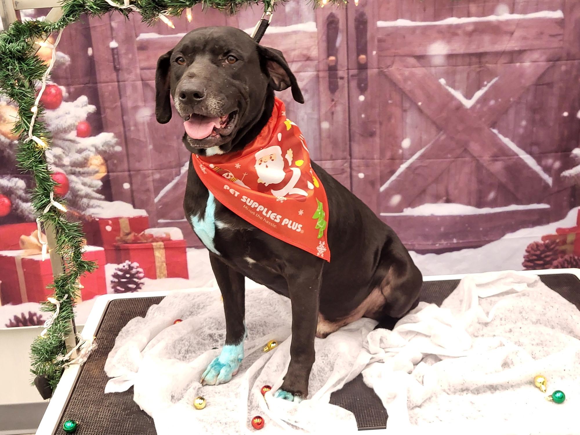 Enlarge Roman , a ADOPTABLE mixed breed in Temple, TX image 4/6