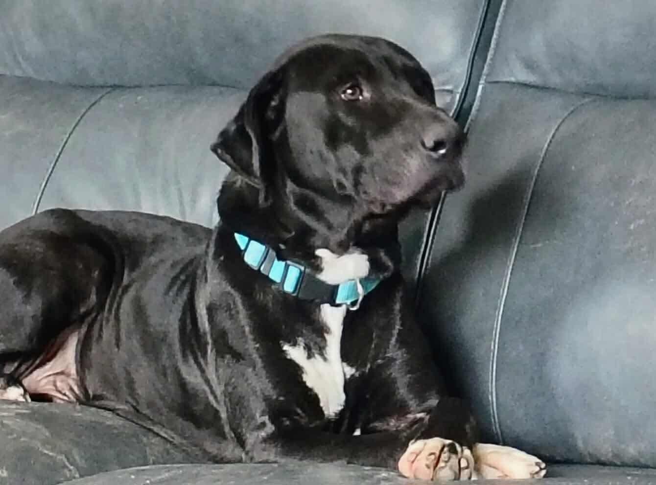 Roman , ADOPTABLE, Adult Male Labrador Retriever & Hound.