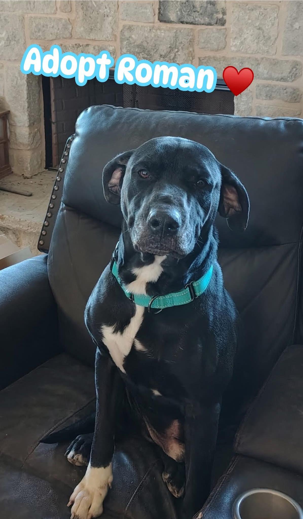 Enlarge Roman , a ADOPTABLE mixed breed in Temple, TX image 6/6