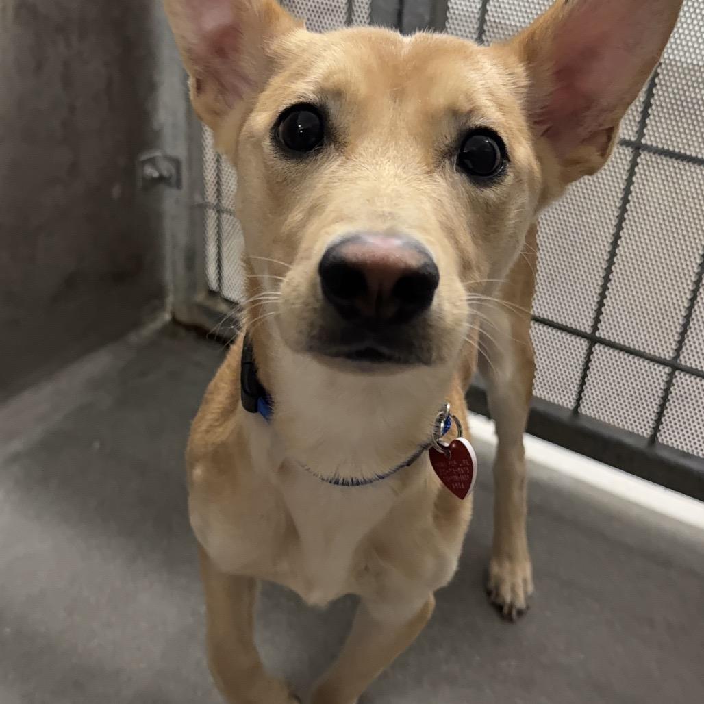 Shango A thumbnail 2