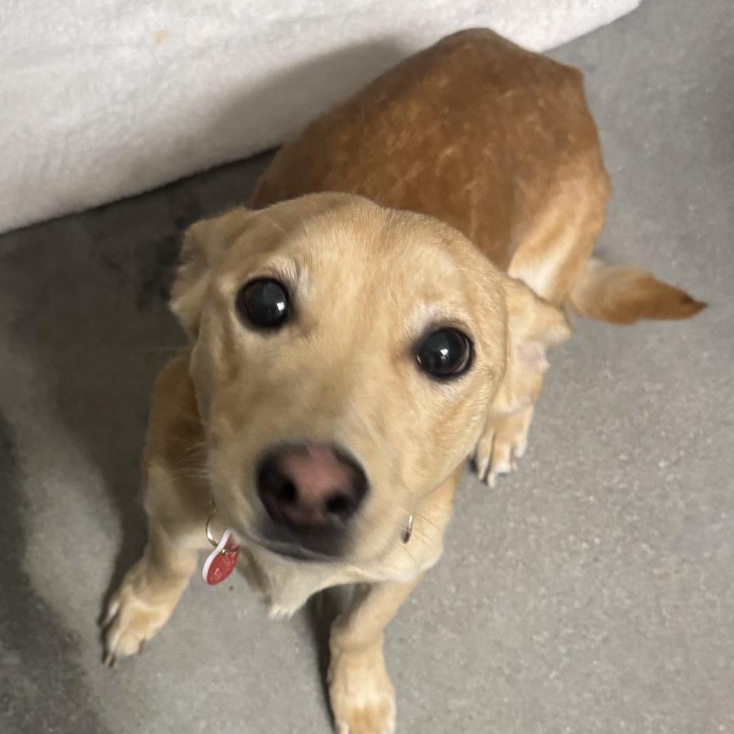 Shango A thumbnail 3