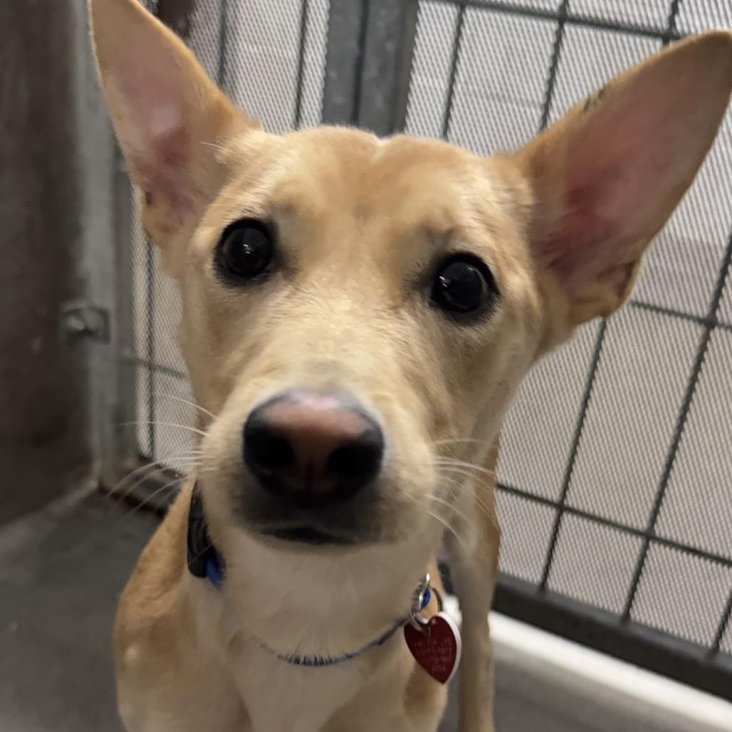 Shango A thumbnail 4