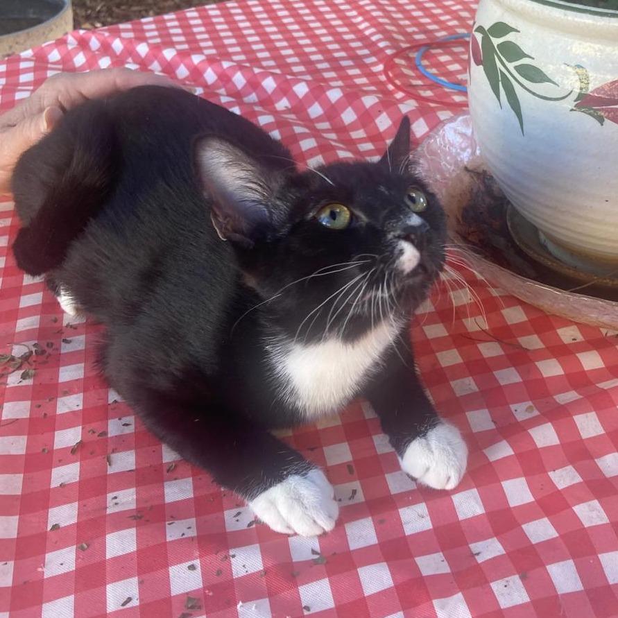 oreo, Adoptable, Young Male American Shorthair.