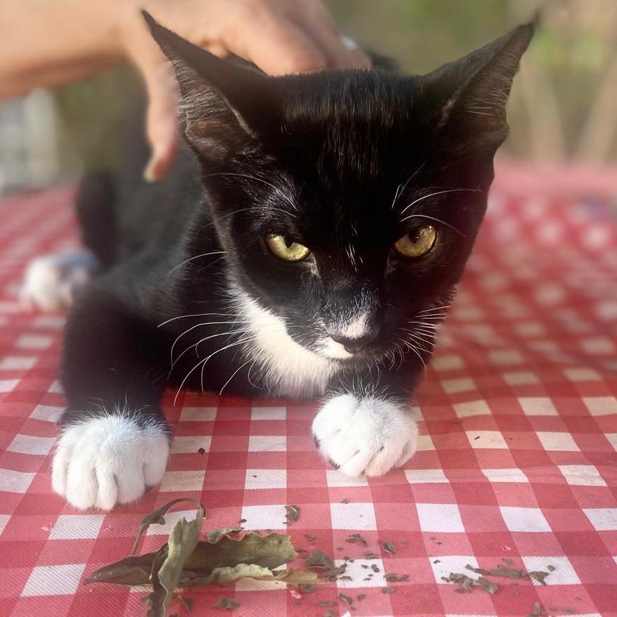 Enlarge oreo, a Adoptable American Shorthair in Las Vegas, NV image 2/6