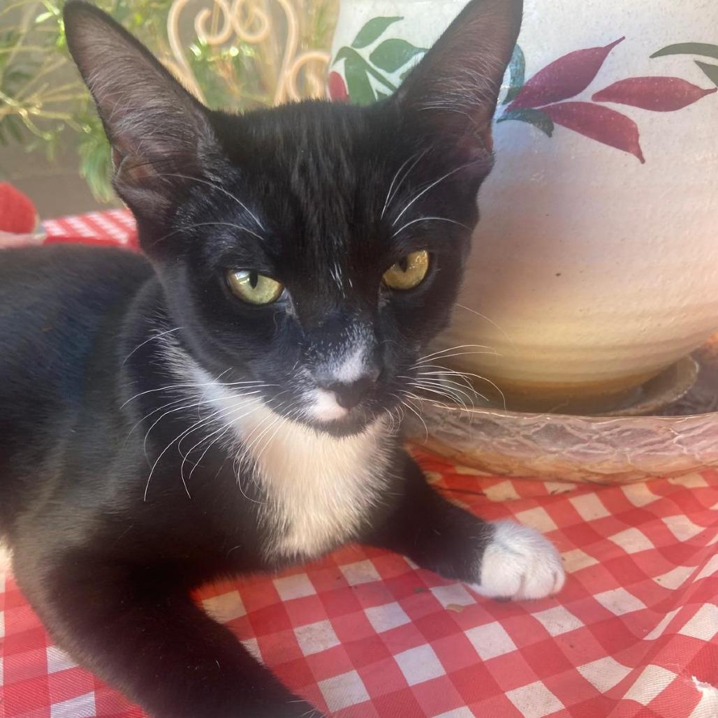 Enlarge oreo, a Adoptable American Shorthair in Las Vegas, NV image 3/6