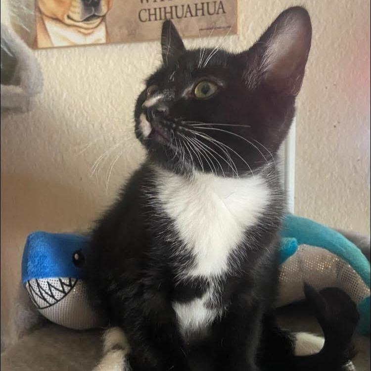 Enlarge oreo, a Adoptable American Shorthair in Las Vegas, NV image 4/6