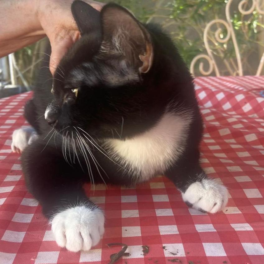 Enlarge oreo, a Adoptable American Shorthair in Las Vegas, NV image 5/6