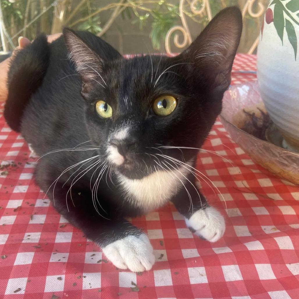 Enlarge oreo, a Adoptable American Shorthair in Las Vegas, NV image 6/6