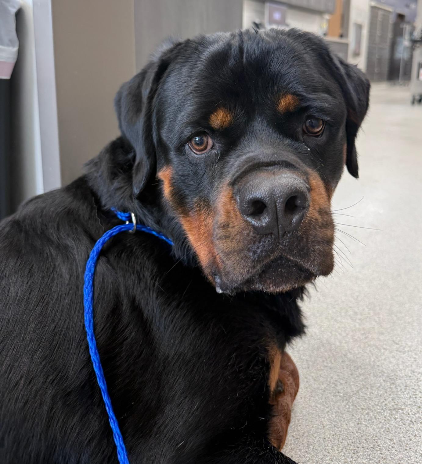 Enlarge "D", an adopted Rottweiler in Oswego, IL image 1/1