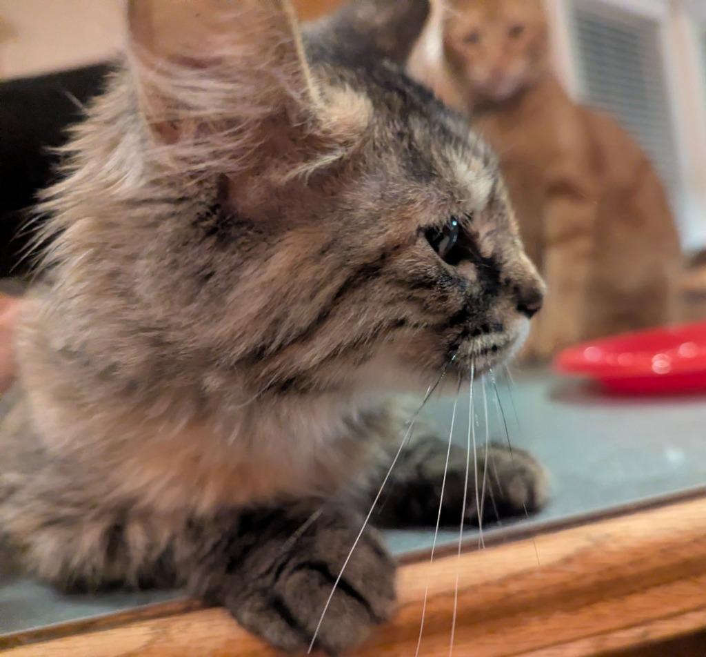 Goose, Adopted, Kitten Female Maine Coon.