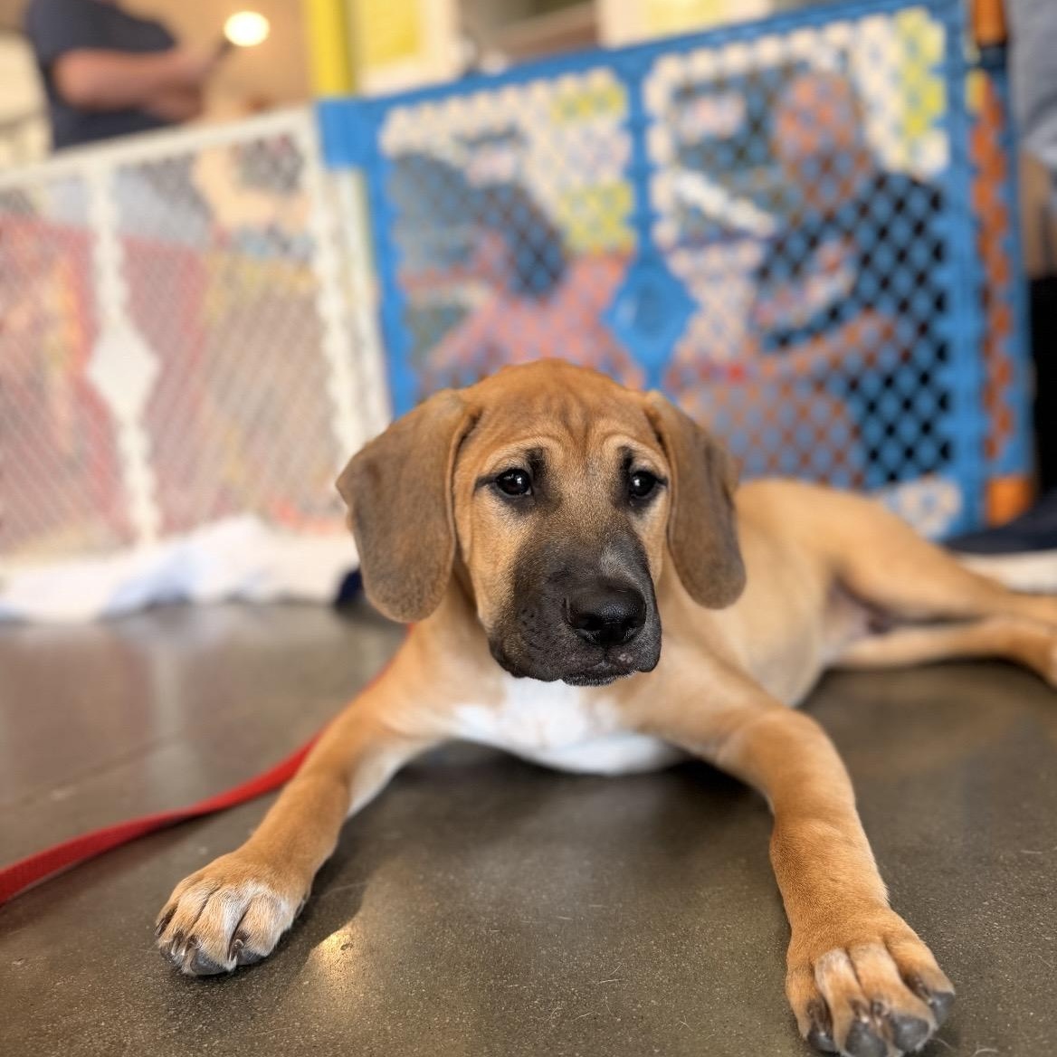 Iver, Adoptable, Puppy Male English Coonhound & Mixed Breed.