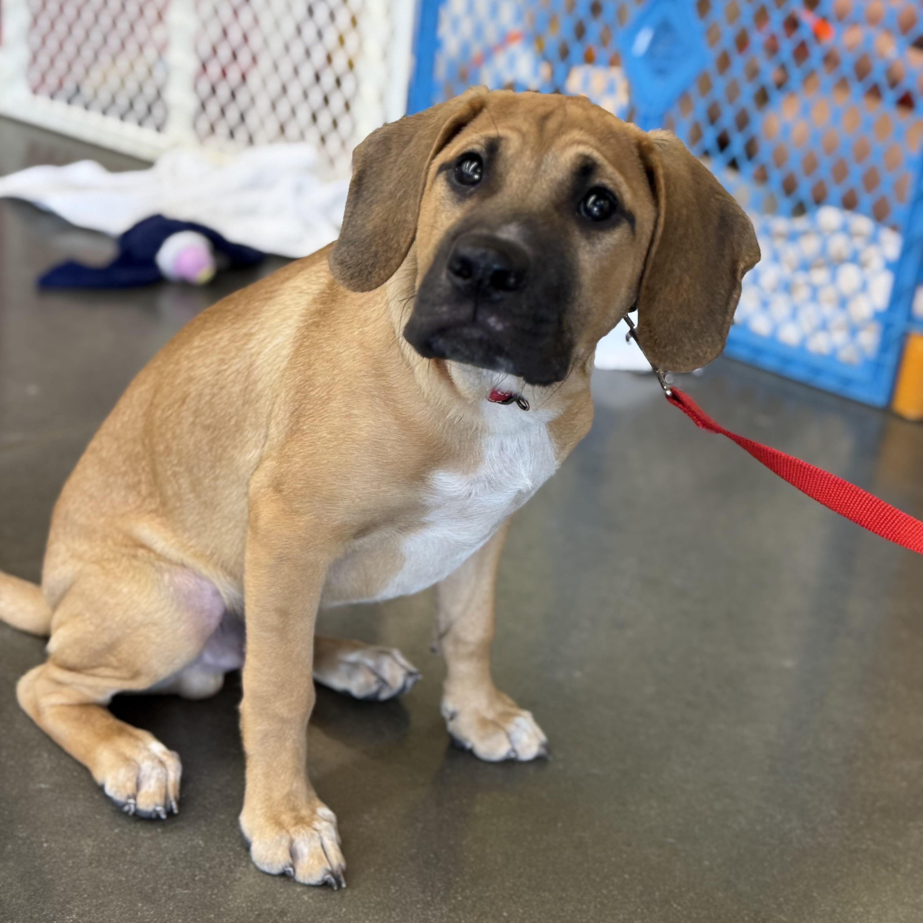 Enlarge Iver, a Adoptable mixed breed in Kannapolis, NC image 2/6