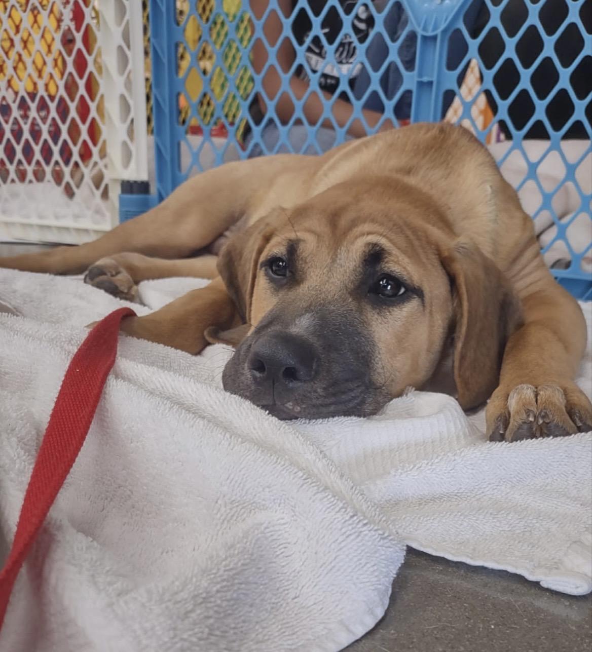 Enlarge Iver, a Adoptable mixed breed in Kannapolis, NC image 6/6