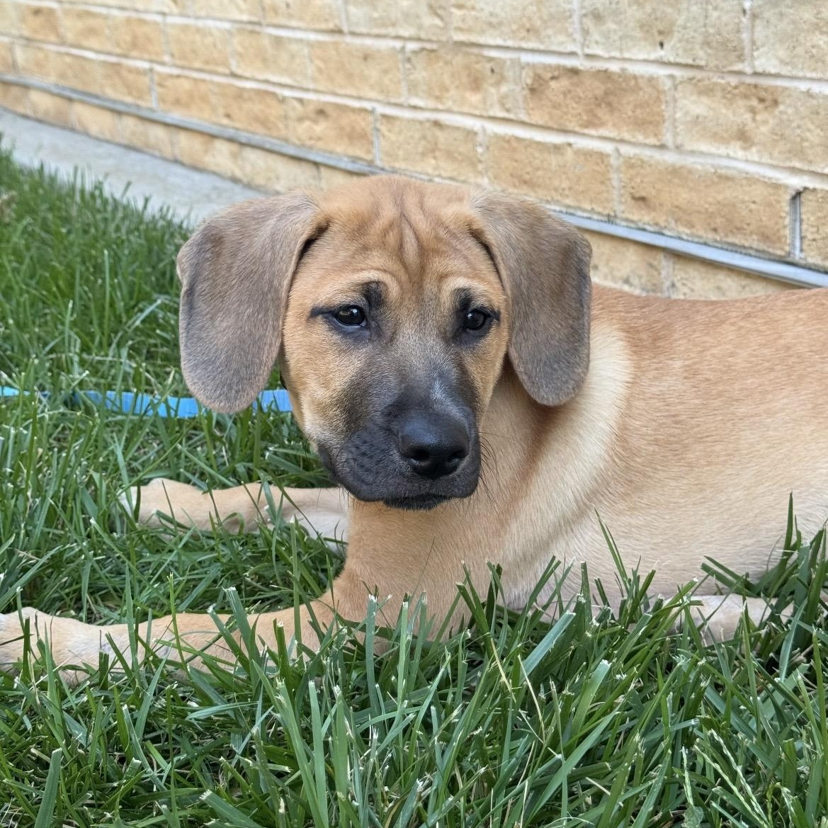 Enlarge Iver, a Adoptable mixed breed in Kannapolis, NC image 4/6