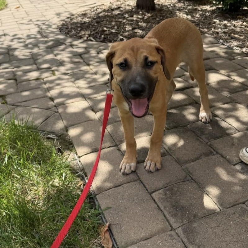 Enlarge Iver, a Adoptable mixed breed in Kannapolis, NC image 3/6