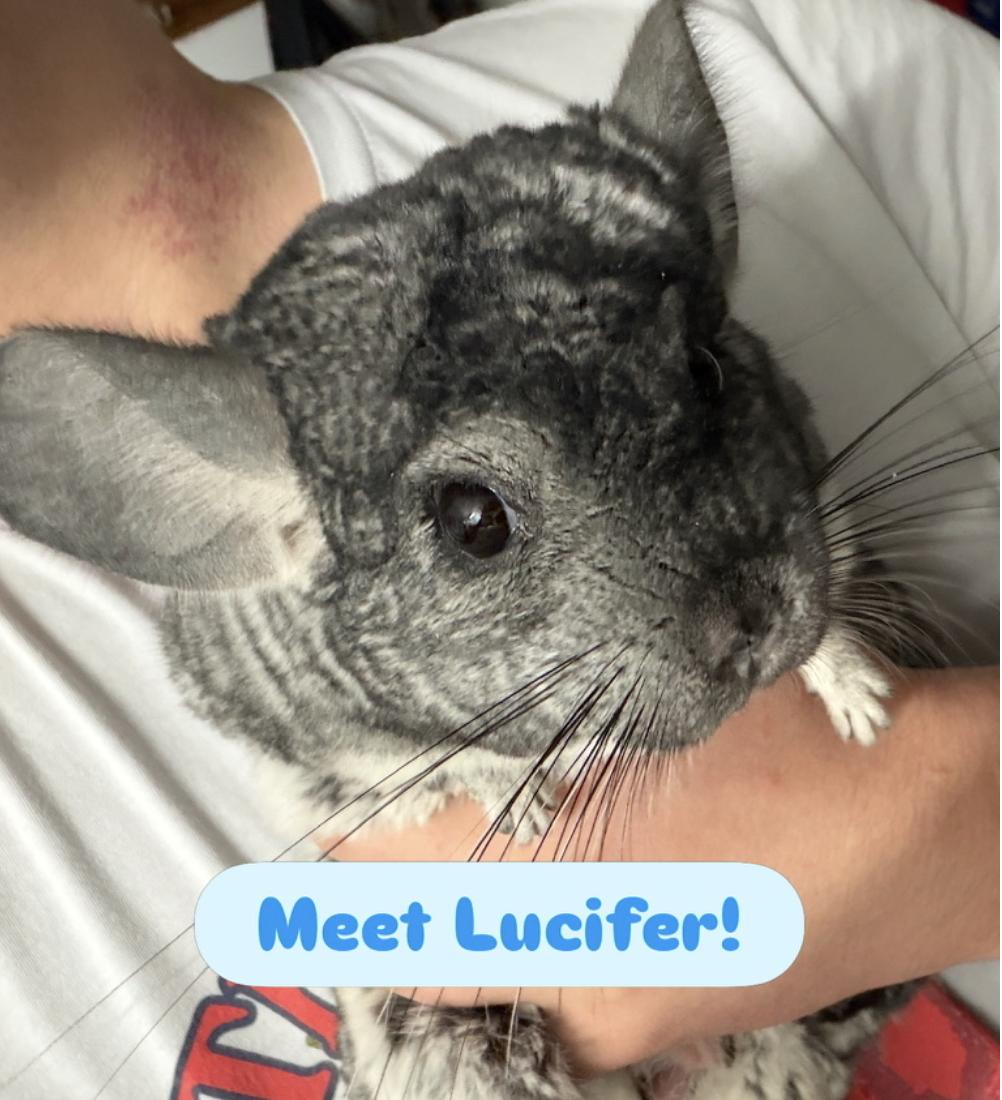 Lucifer, an adoptable Chinchilla in Minneapolis, MN image 1/4
