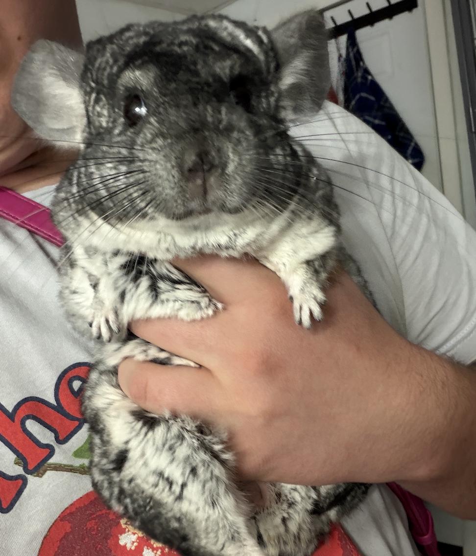 Lucifer, an adoptable Chinchilla in Minneapolis, MN image 3/4