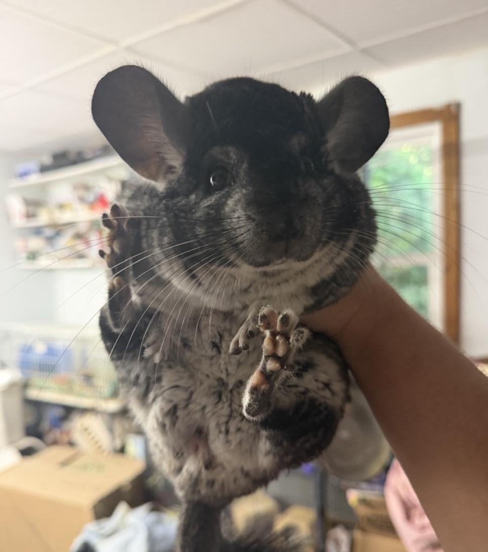 Lucifer, an adoptable Chinchilla in Minneapolis, MN image 2/4