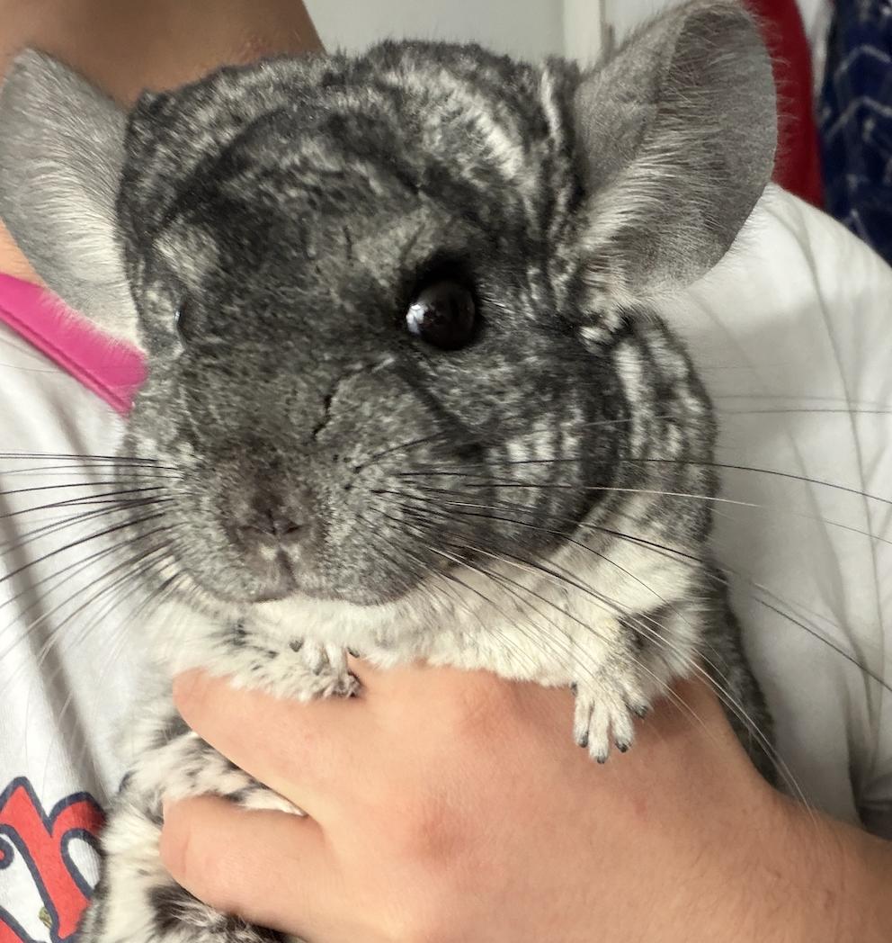 Lucifer, an adoptable Chinchilla in Minneapolis, MN image 4/4