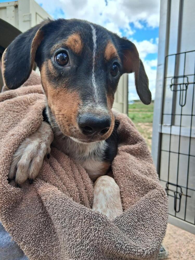Lucky Charms, Adoptable, Young Female Coonhound.