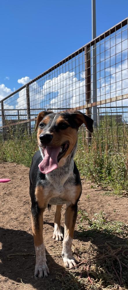 Lucky Charms thumbnail 3